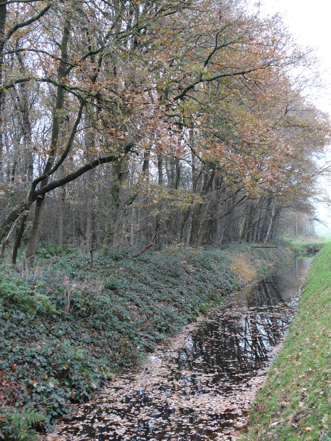 Herfst in het bos