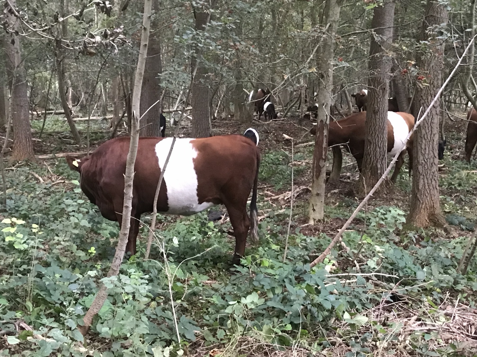 Runderen in het landschap